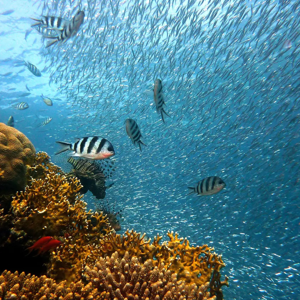 Tauchreisen Malaysia